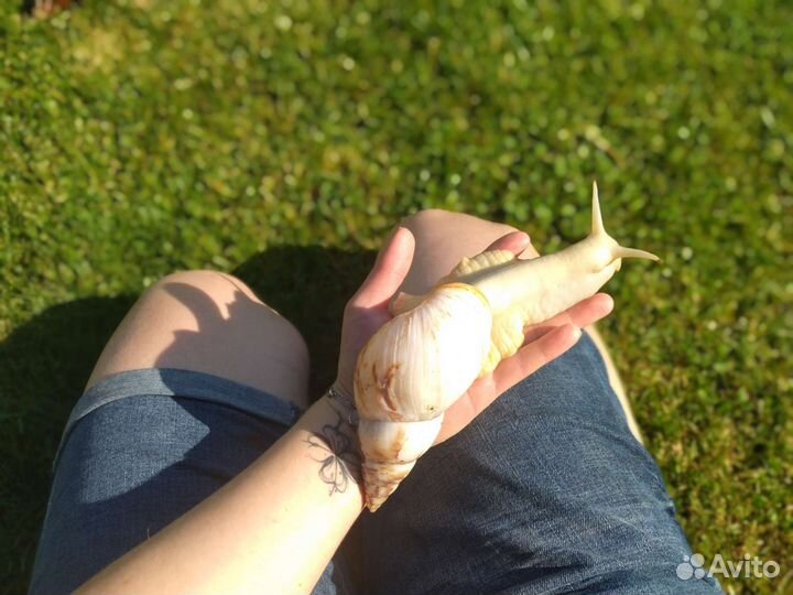 Улитки ахатины