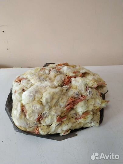 Цыплята суточные замороженные