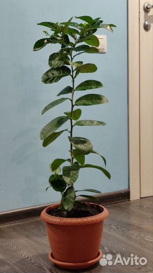 Цветущий лимон Пандероза. Плодоносящее лимонное