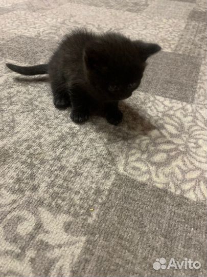 Британские котята