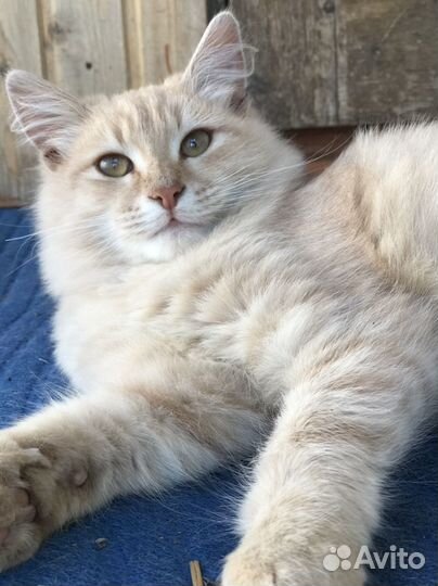 Котята 6 мес