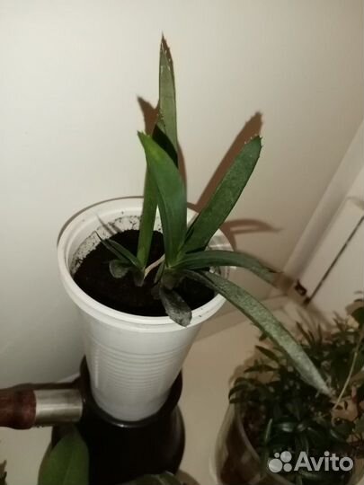 Декабрист шлюмбергера и другие растения