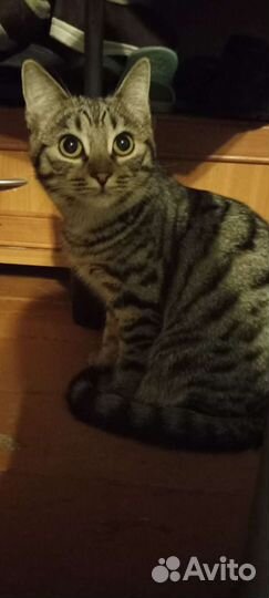 Кошечка в добрые руки