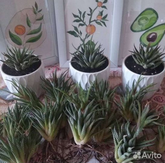 Флорариум суккуленты