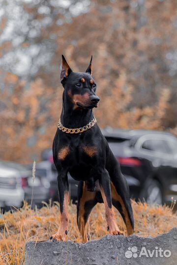 Немецкий пинчер для вязки