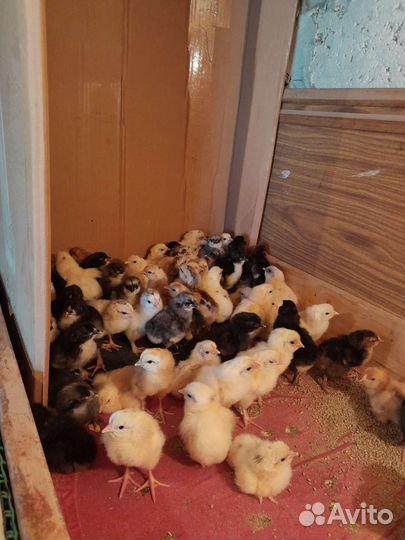 Цыплята суточные