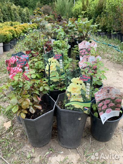 Розы в ассортименте