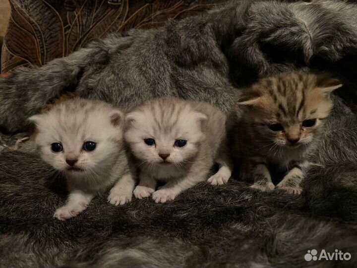 Шотландские котята