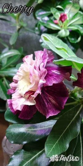 Адениум взрослый, прививки