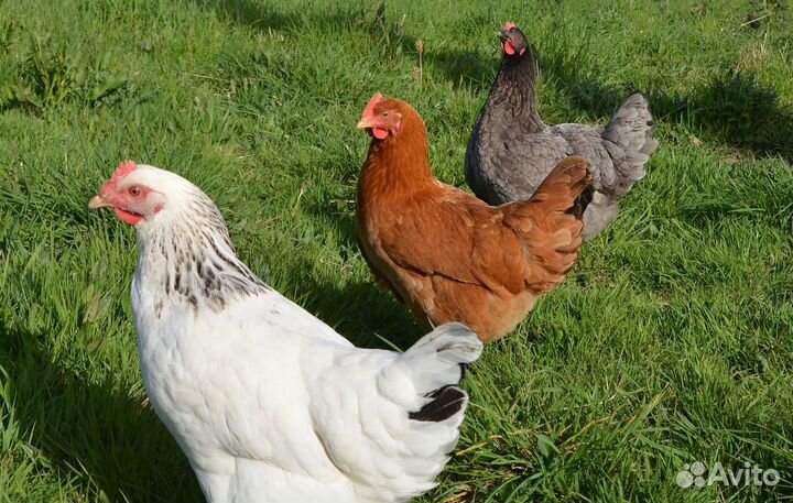 Куры - домашняя птица