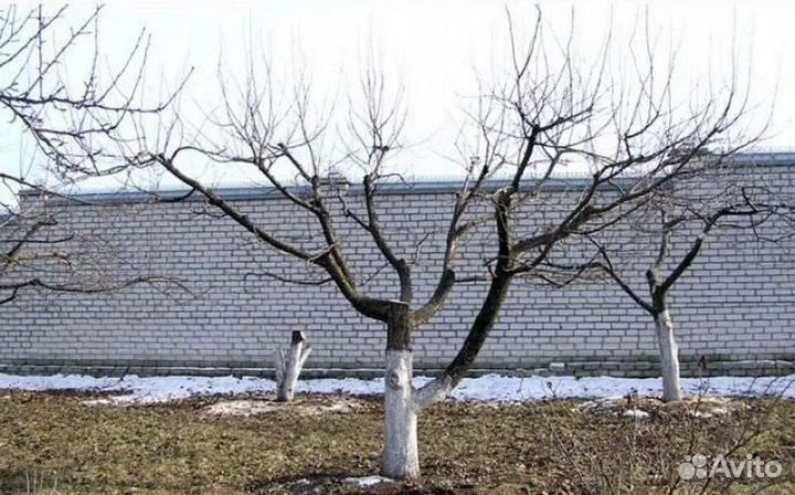 Обрезка деревьев и кустарников, стрижка изгороди