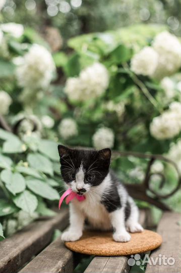 Котята бесплатно