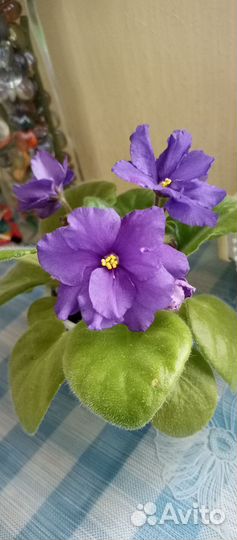 Сенполии сортовые