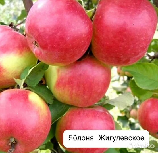 Саженцы яблок