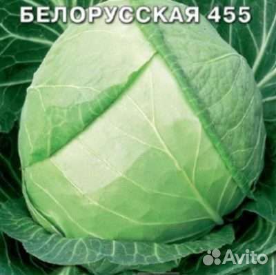 Рассада капусты