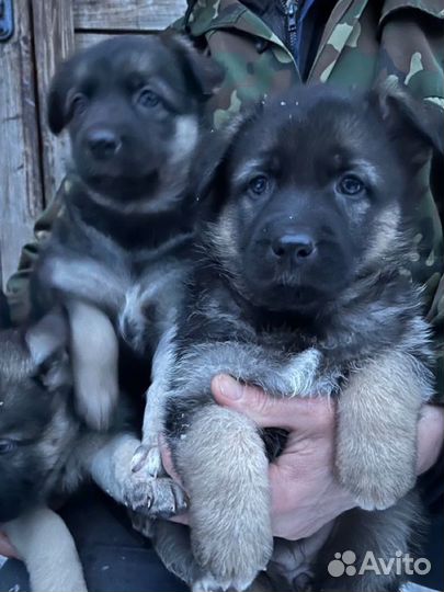 Восточно европейская овчарка ждет своего хозяина