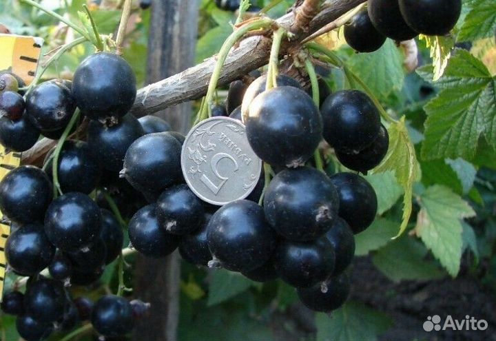 Саженцы черной смородины Селеченская-2(зкс)