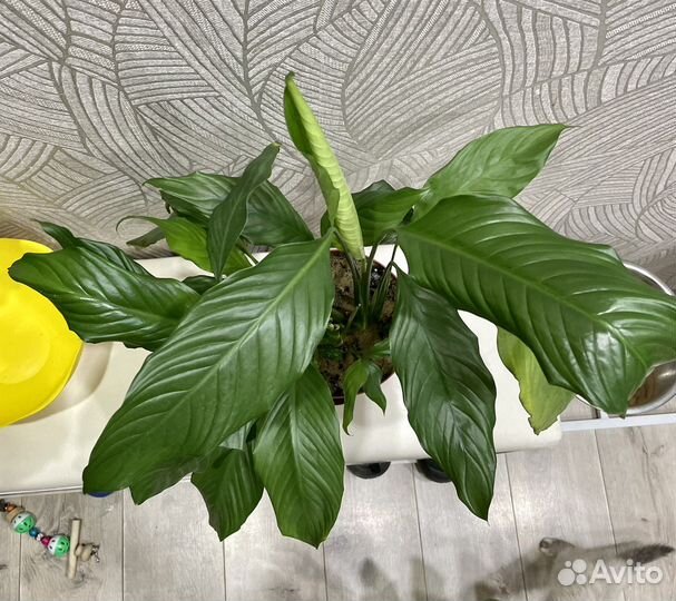 Спатифиллум