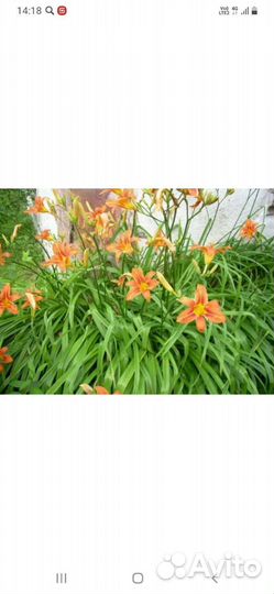 Лилейник оранжевый