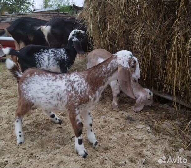 Козлята