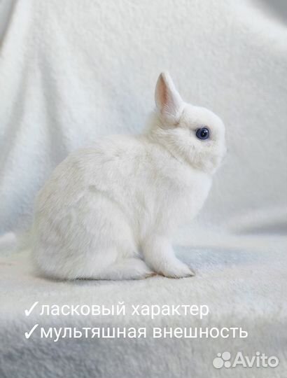 Ласковый мини кролик, с родословной