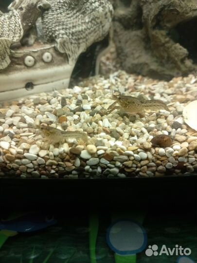 Рак мраморный