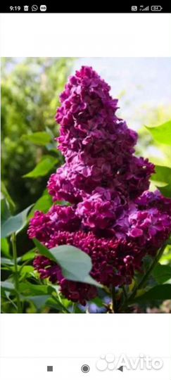 Саженцы сирени махровой малинового цвета