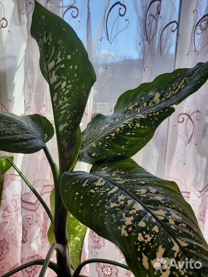 Диффенбахия