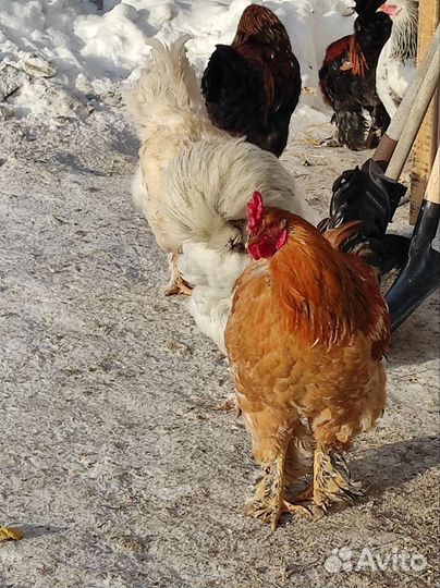 Петухи на племя или мясо