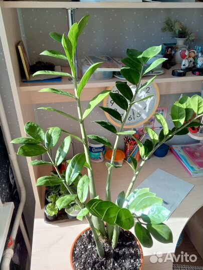 Комнатные цветы