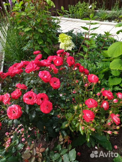 Розы кустовые и плетистые