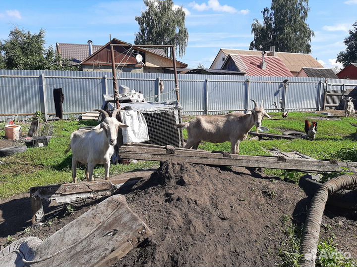 Козел ламанча