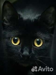 Кошка в дар бесплатно