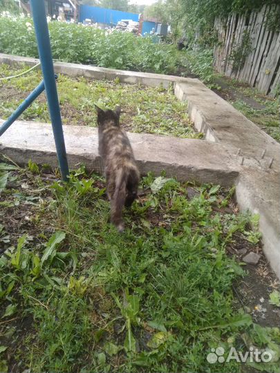 Кошка в добрые руки почти 1 год исполнился