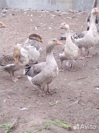 Гуси на племя