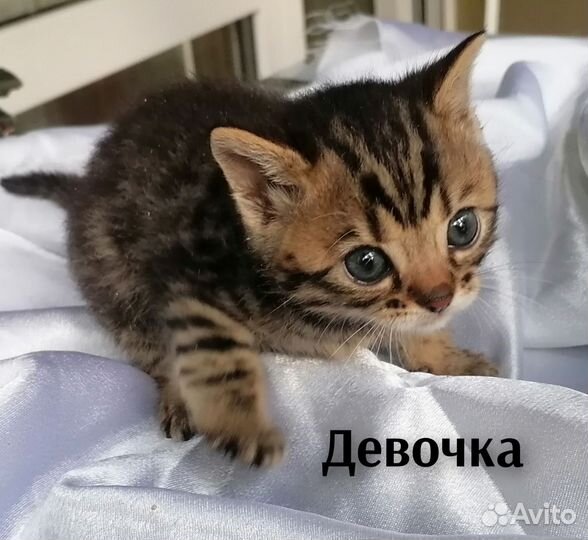 Котята