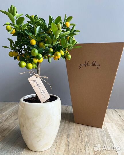 Комнатные растения и озеленение