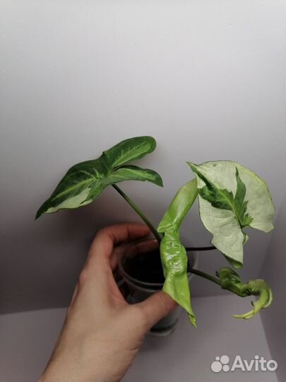 Аихризон дерево любви, Женское счастье