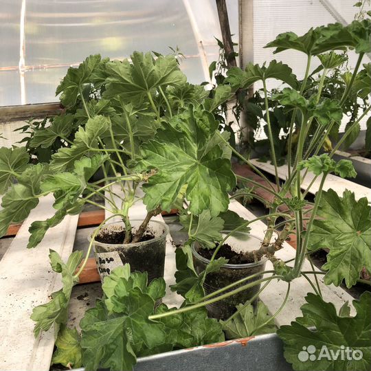 Пеларгония герань Зонартик Rous