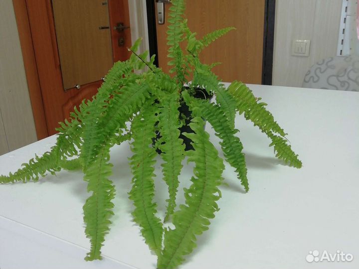 Папоротник комнатный