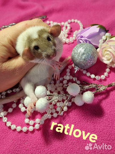 Крысята дамбо мальчик кепка