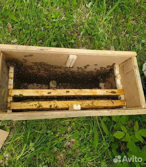 Пчелопакеты среднерусской породы