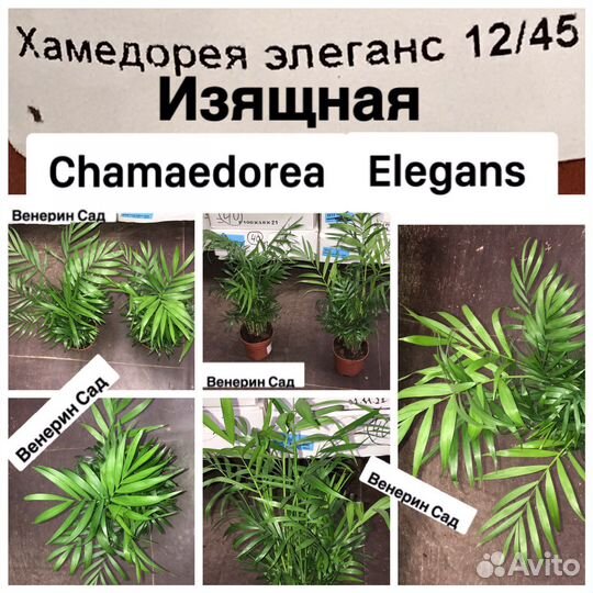 Цикас/ливистона/пахира/ховея/стрелиция/арека