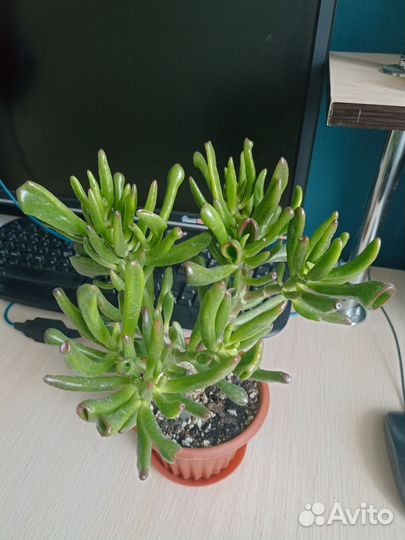 Толстянка хоббит