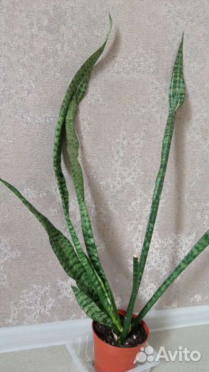 Сансевиерия, сингониум