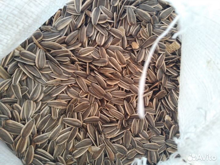 Семечка подсолнечника полосатая сорт ягуар