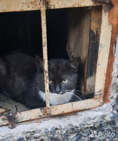 Очаровательный котик