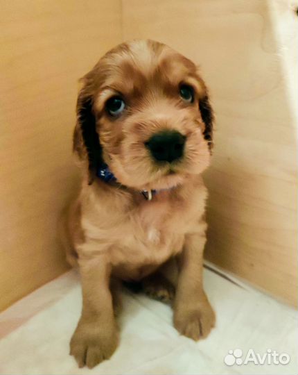 Щеночек английского кокер-спаниеля