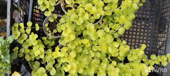 Многолетники