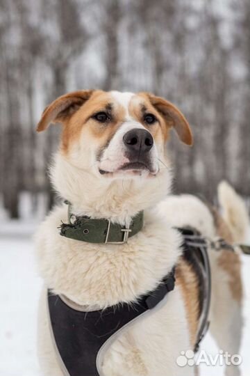 Ласковый мальчик из приюта в добрые руки